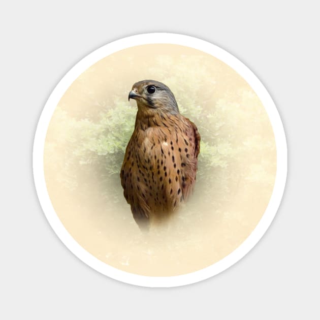 Kestrel Magnet by Guardi